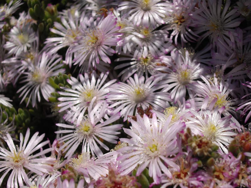 Drosanthemum sp 3